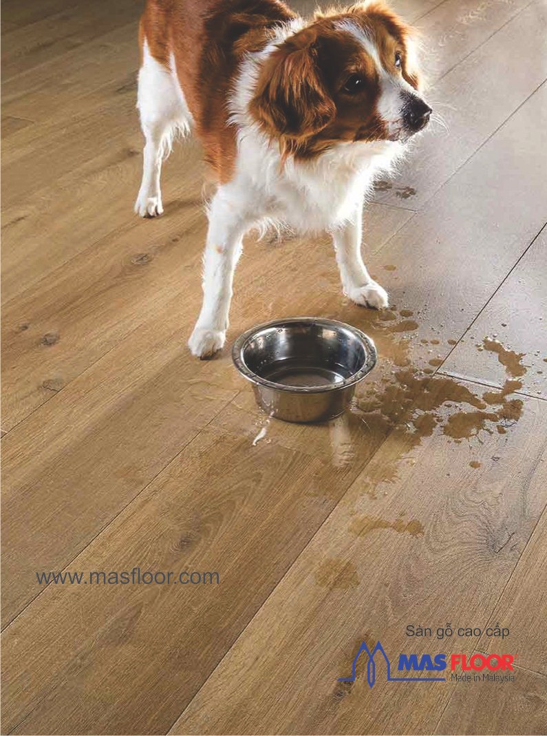 Sàn gỗ công nghiệp có độ bền cao nhưng nếu nuôi thú cưng trong nhà bạn có thực sự yên tâm vì chúng không làm hại đến sàn gỗ không